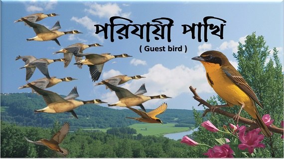পরিযায়ী পাখি